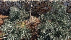 مستوطنون يعتدون على الأراضي الزراعية ويقتلعون 50 شجرة في قرية مجدل بني فاضل جنوب شرق نابلس