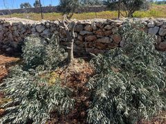 مستوطنون يعتدون على الأراضي الزراعية ويقتلعون 50 شجرة في قرية مجدل بني فاضل جنوب شرق نابلس