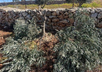 مستوطنون يعتدون على الأراضي الزراعية ويقتلعون 50 شجرة في قرية مجدل بني فاضل جنوب