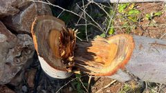 مستوطنون يعتدون على الأراضي الزراعية ويقتلعون 50 شجرة في قرية مجدل بني فاضل جنوب شرق نابلس