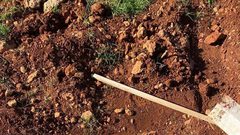 مستوطنون يعتدون على الأراضي الزراعية ويقتلعون 50 شجرة في قرية مجدل بني فاضل جنوب