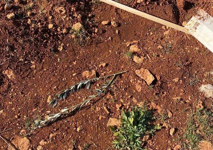مستوطنون يعتدون على الأراضي الزراعية ويقتلعون 50 شجرة في قرية مجدل بني فاضل جنوب شرق نابلس