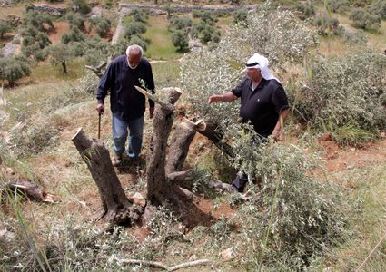 مستعمرون يقطعون أشجاراً في قصرة