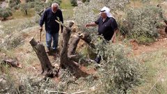 مستعمرون يقطعون أشجاراً في قصرة