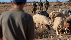 مستوطنون يستولون على العشرات من الأغنام شرق بيت لحم