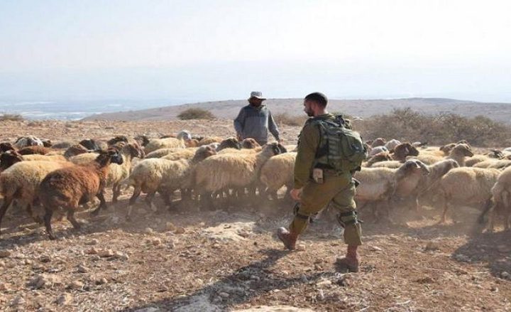 الاحتلال يهاجم رعاة الأغنام شرق بيت لحم