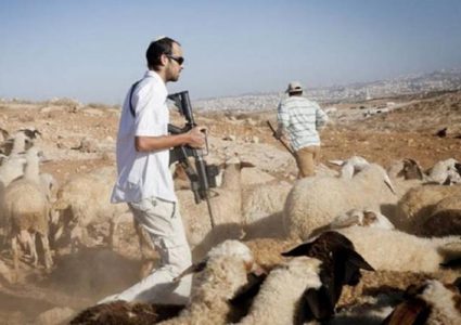 مستوطنون يستولون على العشرات من الأغنام شمال غرب أريحا