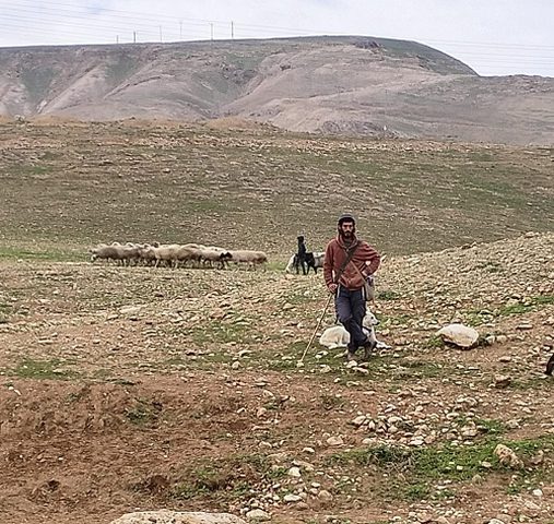 الاحتلال يعتقل شابا ومستوطنون يسرقون رأس ماشية بمسافر يطا
