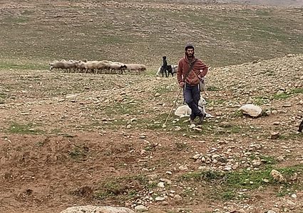 الاحتلال يعتقل شابا ومستوطنون يسرقون رأس ماشية بمسافر يطا