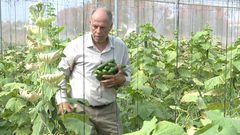 الاحتلال يدمر أحلام المزارعين ويتلف محاصيلهم التي لم تعُد تجد طريقا للأسواق