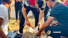 فلسطينيون يقومون بتعظيم شعائر الله في ذبح الأضاحي بما توفر بقطاع غزة رغم الحصار