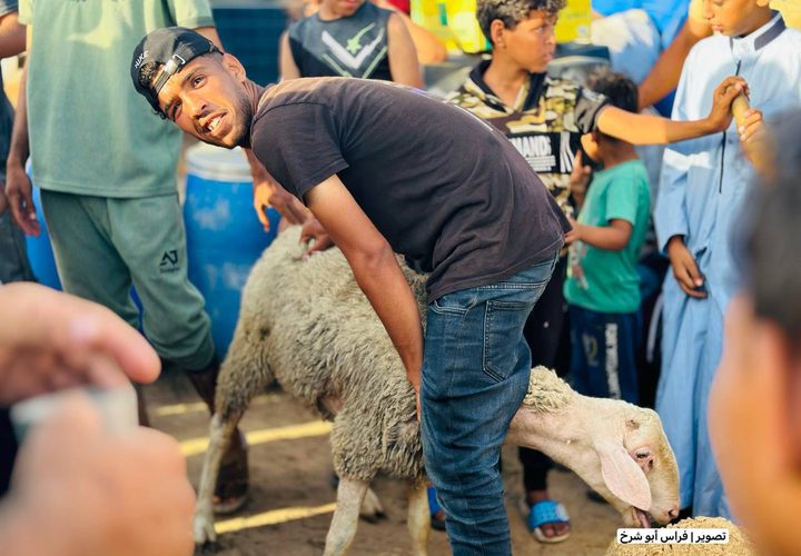 فلسطينيون يقومون بتعظيم شعائر الله في ذبح الأضاحي بما توفر بقطاع غزة رغم الحصار