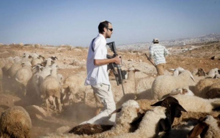 مستوطنون يرعون أغنامهم في الأراضي الزراعية بمسافر يطا