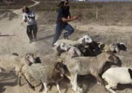 نجاة مواطن من محاولة قتل.. ومستوطنون يسرقون 5 أغنام جنوب الخليل