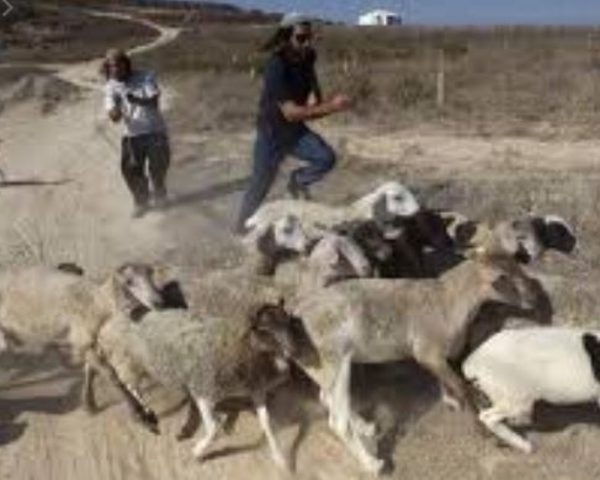 نجاة مواطن من محاولة قتل.. ومستوطنون يسرقون 5 أغنام جنوب الخليل