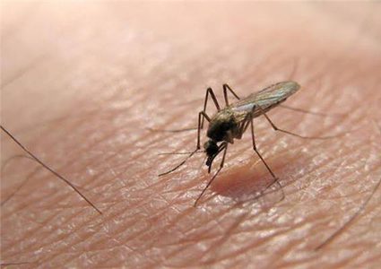 إسرائيل: تشخيص 32 مريضا بحمّى غرب النيل