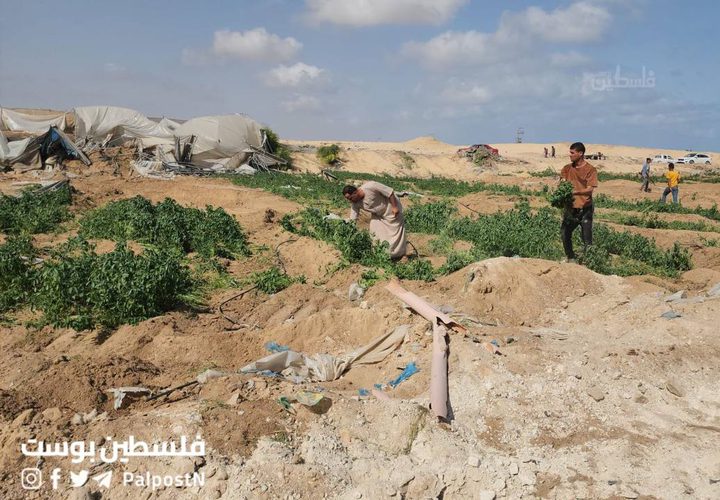 جرفت الدبابات والجرافات الاسرائيلية آخر سلة غذائية لقطاع غزة، تدمير نحو 500دونم زراعي من الدفيئات الزراعية شمال غرب مدينة رفح.