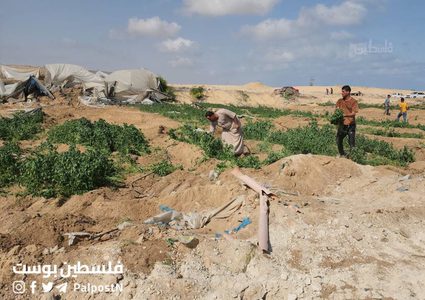 جرفت الدبابات والجرافات الاسرائيلية آخر سلة غذائية لقطاع غزة، تدمير نحو 500دونم زراعي من الدفيئات الزراعية شمال غرب مدينة رفح.