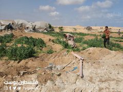 جرفت الدبابات والجرافات الاسرائيلية آخر سلة غذائية لقطاع غزة، تدمير نحو 500دونم زراعي من الدفيئات الزراعية شمال غرب مدينة رفح.