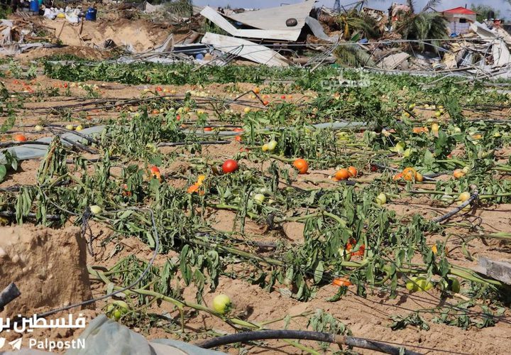جرفت الدبابات والجرافات الاسرائيلية آخر سلة غذائية لقطاع غزة، تدمير نحو 500دونم زراعي من الدفيئات الزراعية شمال غرب مدينة رفح.