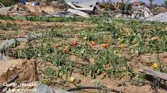 جرفت الدبابات والجرافات الاسرائيلية آخر سلة غذائية لقطاع غزة، تدمير نحو 500دونم زراعي من الدفيئات الزراعية شمال غرب مدينة رفح.