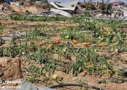 جرفت الدبابات والجرافات الاسرائيلية آخر سلة غذائية لقطاع غزة، تدمير نحو 500دونم زراعي من الدفيئات الزراعية شمال غرب مدينة رفح.