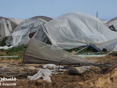 جرفت الدبابات والجرافات الاسرائيلية آخر سلة غذائية لقطاع غزة، تدمير نحو 500دونم زراعي من الدفيئات الزراعية شمال غرب مدينة رفح.