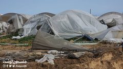 جرفت الدبابات والجرافات الاسرائيلية آخر سلة غذائية لقطاع غزة، تدمير نحو 500دونم زراعي من الدفيئات الزراعية شمال غرب مدينة رفح.