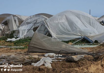 جرفت الدبابات والجرافات الاسرائيلية آخر سلة غذائية لقطاع غزة، تدمير نحو 500دونم زراعي من الدفيئات الزراعية شمال غرب مدينة رفح.