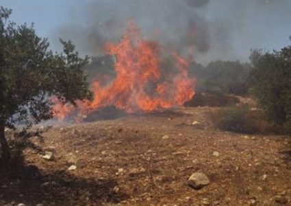 مستوطنون يُحرقون أراضي زراعية في ترمسعيا