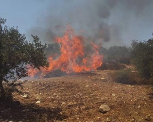 مستوطنون يُحرقون أراضي زراعية في ترمسعيا