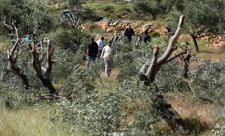 مستوطنون يقطعون أشجاراً في كفر نعمة