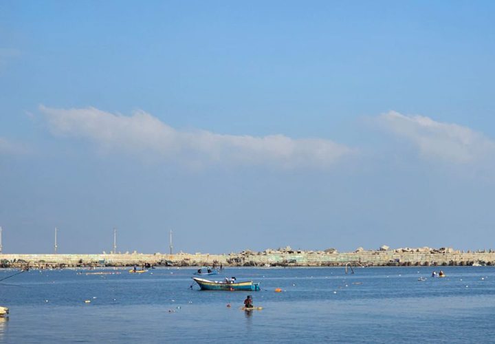 سمك تم استخراجه صباح اليوم من بحر مدينة غزة بعد ان نجح الصيادون بالدخول الى البحر وجلبه في ظل المجاعة القاسية التي يعاني منها ابناء شعبنا منذ أشهر
