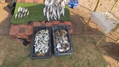 سمك تم استخراجه صباح اليوم من بحر مدينة غزة بعد ان نجح الصيادون بالدخول الى البحر وجلبه في ظل المجاعة القاسية التي يعاني منها ابناء شعبنا منذ أشهر