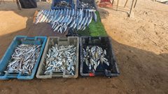 سمك تم استخراجه صباح اليوم من بحر مدينة غزة بعد ان نجح الصيادون بالدخول الى البحر وجلبه في ظل المجاعة القاسية التي يعاني منها ابناء شعبنا منذ أشهر