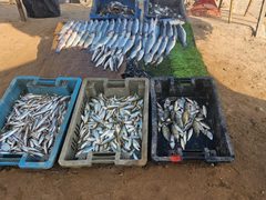 سمك تم استخراجه صباح اليوم من بحر مدينة غزة بعد ان نجح الصيادون بالدخول الى البحر وجلبه في ظل المجاعة القاسية التي يعاني منها ابناء شعبنا منذ أشهر