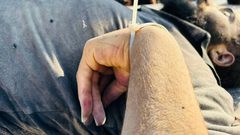 مكبلو الأيدي.. جثامين ثلاثة شهداء قتلهم الاحتلال بعد قصفهم لحظة الإفراج عنهم قرب معبر كرم أبو سالم جنوب القطاع.