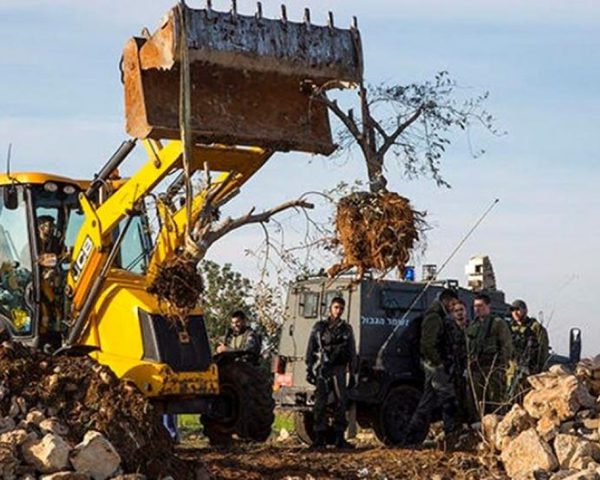 الاحتلال يجرف عشرات الدونمات المزروعة بالزيتون والعنب في أم صفا غرب رام الله