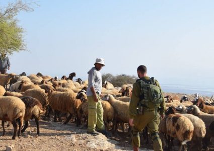 مستوطنون يرعون أغنامهم في تجمع عرب المليحات