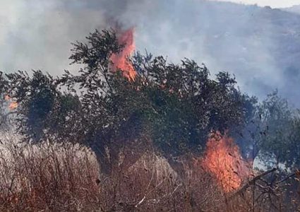 مستوطنون يحرقون أشجار زيتون في مادما جنوب نابلس