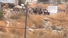 الاحتلال يحتجز 4 نساء في وادي الحصين شرق الخليل