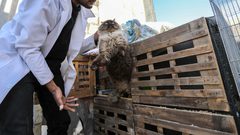 الجوع والنزوح المتكرر يُجبران أهالي غزة على إطلاق حيواناتهم الأليفة