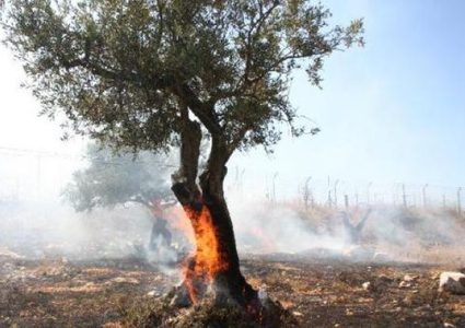 مستعمرون يحرقون اشجارا في بيتا