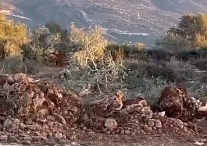 مستوطنون يجرفون اراض ويقتلعون اشجارا في سلفيت