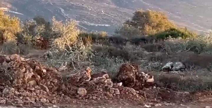 مستوطنون يجرفون اراض ويقتلعون اشجارا في سلفيت