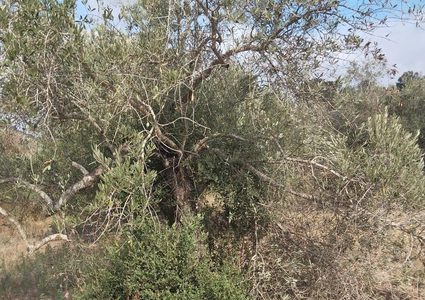 مستوطنون يقتلعون ويكسرون عشرات أشجار الزيتون شرق طولكرم