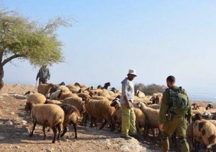 مستوطنون يسرقون نحو 200 رأس من الأغنام في تجمع رأس عين العوجا شمال أريحا