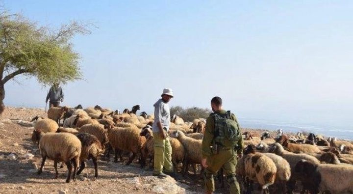 مستوطنون يسرقون نحو 200 رأس من الأغنام في تجمع رأس عين العوجا شمال أريحا