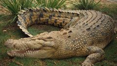 تمساح يهاجم عامل في حديقة الحيوانات بالقدس أثناء عمله