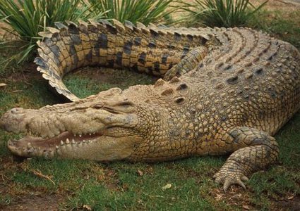 تمساح يهاجم عامل في حديقة الحيوانات بالقدس أثناء عمله